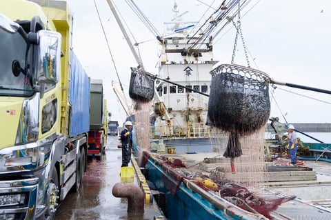 道東のマイワシ漁の最盛期は9月から10月。24もの漁船団が全国から駆けつけ、大量のマイワシを広尾漁港や釧路漁港に運び込む。