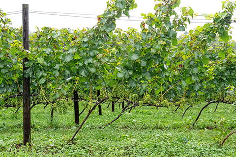 main_wine-5