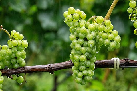 main_wine-6