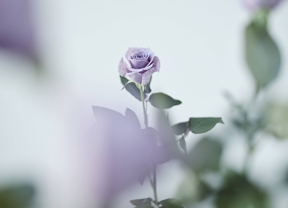 世界で初めて開発に成功した青いバラの香りを再現したお線香「花風PLATINA Blue Rose」が発売 イメージ画像