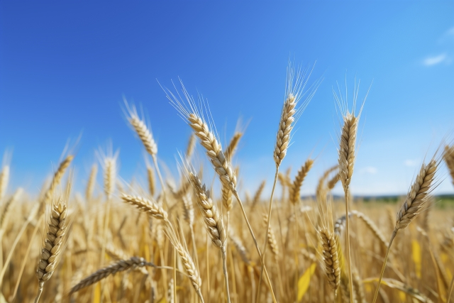 ウクライナとロシアの小麦等輸出協定が終了。食料価格が一時高騰 イメージ画像